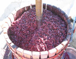 picked grapes ready to be crushed